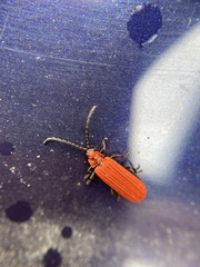 Lopheros rubens