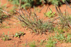 Tripogonella loliiformis