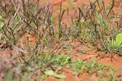 Tripogonella loliiformis