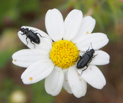 Dasytes coerulescens