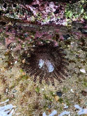 Heliasteridae
