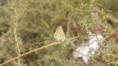 Suaeda