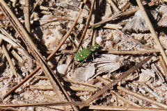 Cicindela