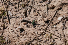 Cicindela