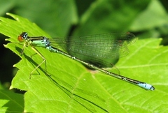 Enallagma antennatum