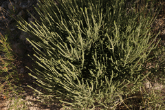 Mortonia scabrella