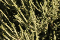 Mortonia scabrella