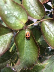 Harmonia axyridis