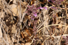 Hedeoma costata