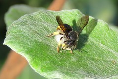 Anthidium
