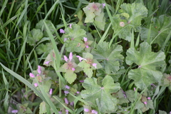 Lamium purpureum