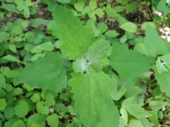 Chenopodium suecicum