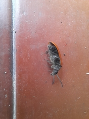 Omophlus lepturoides