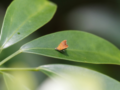 Choreutis achyrodes