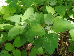 Chenopodium suecicum