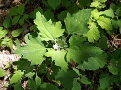 Chenopodium suecicum