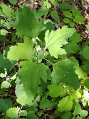 Chenopodium suecicum