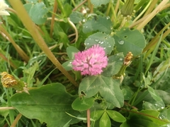 Trifolium pratense
