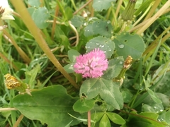 Trifolium pratense