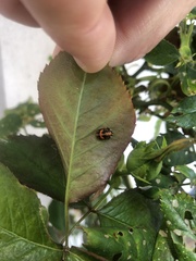 Harmonia axyridis