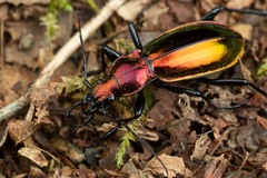 Carabus splendens
