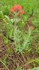 Castilleja hispida acuta