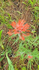 Castilleja hispida acuta