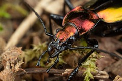 Carabus splendens