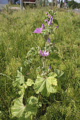 Malva sylvestris sylvestris