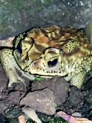 Duttaphrynus melanostictus