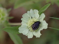 Lomelosia prolifera