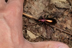 Carabus splendens