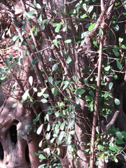 Ficus natalensis