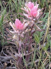 Castilleja angustifolia