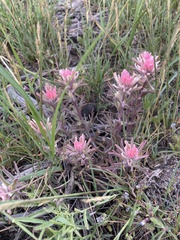 Castilleja angustifolia