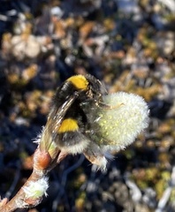 Bombus jonellus
