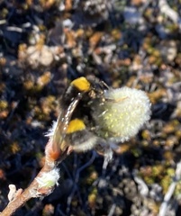 Bombus jonellus