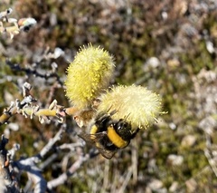 Bombus jonellus