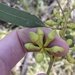 Eucalyptus tereticornis basaltica - Photo (c) Greg Tasney, some rights reserved (CC BY-SA), uploaded by Greg Tasney