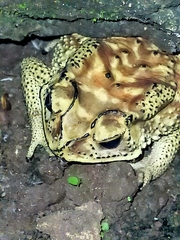 Duttaphrynus melanostictus