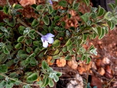 Barleria heterotricha