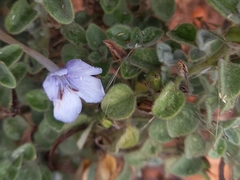 Barleria heterotricha