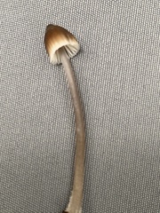 Mycena subgalericulata