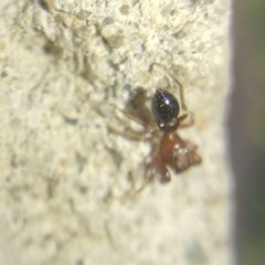 Synageles dalmaticus