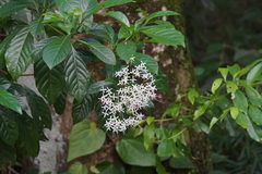 Pavetta hongkongensis