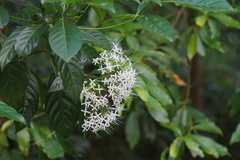 Pavetta hongkongensis