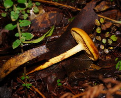 Cortinarius abnormis