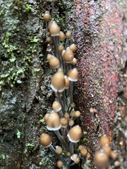 Mycena subgalericulata