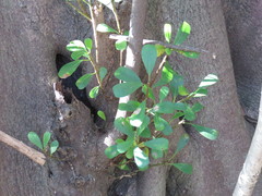 Ficus natalensis