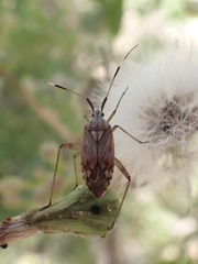 Closterotomus histrio